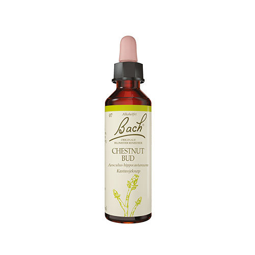Bach Dråber Kastanieknop | 10 ml fra Bach Originale Blomsterremedier på Mecindo.dk