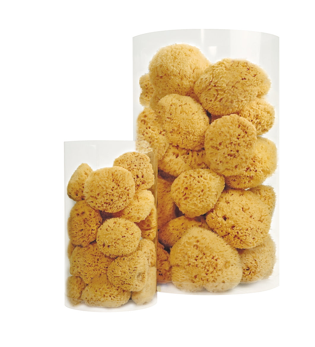 Croll & Denecke Natursvamp 10-12 Cm Fra Caribien fra Croll & Denecke på Mecindo.dk