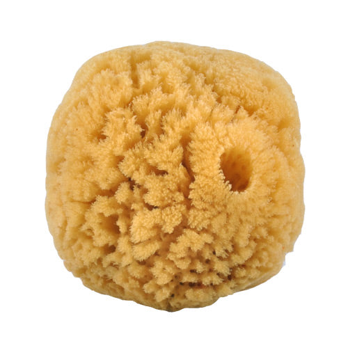 Croll & Denecke Natursvamp 10-12 Cm Fra Caribien fra Croll & Denecke på Mecindo.dk