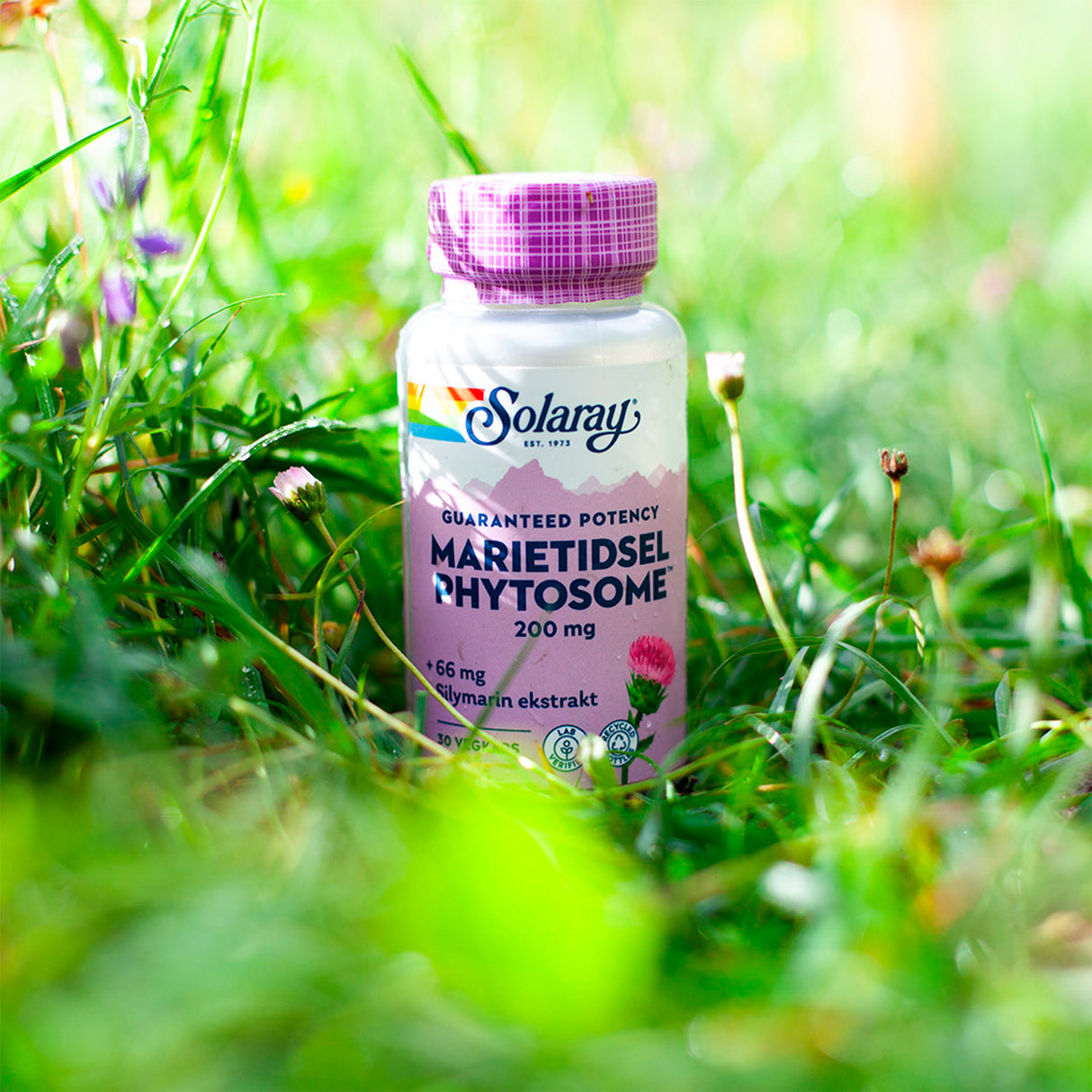 Solaray Marietidsel Phytosome | 30 kapsler fra Solaray på Mecindo.dk