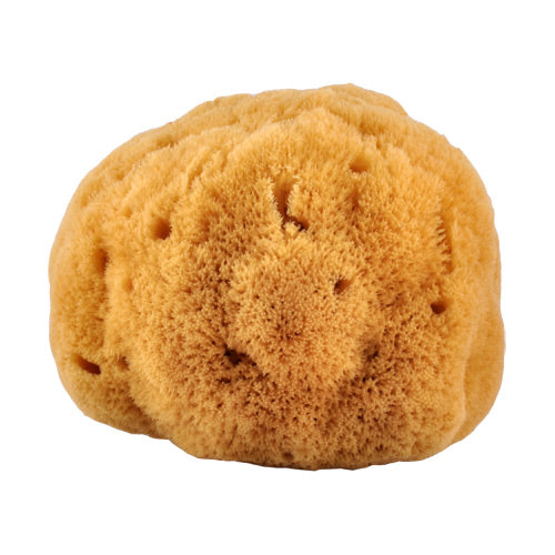 Croll & Denecke Natursvamp 14-16 Cm Fra Caribien fra Croll & Denecke på Mecindo.dk