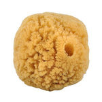 Croll & Denecke Natursvamp 10-12 Cm Fra Caribien