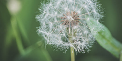 pollen-oversigt.jpg